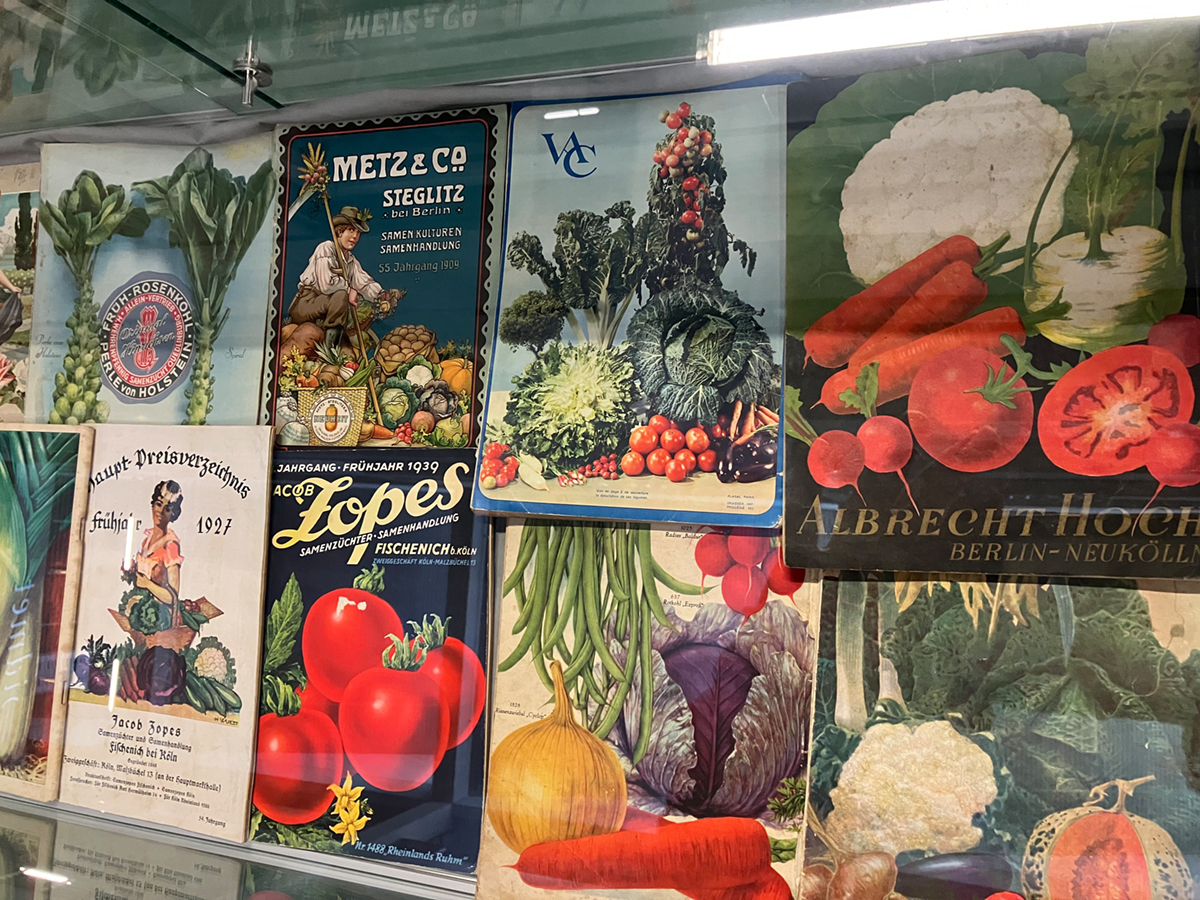 Vitrine mit historischen Saatgut- und Gemüseplakaten, darunter Motive von Tomaten, Kohl, Möhren, Zwiebeln und Blumenkohl.